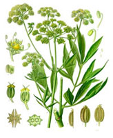 Pianta officinale